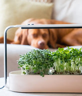 Microgreens für Hunde: Eine Anleitung zur sicheren Fütterung deiner Hunde mit nährstoffreichem Grün.