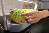 Microgreens vs. Sprossen: Welches Superfood passt zu dir?