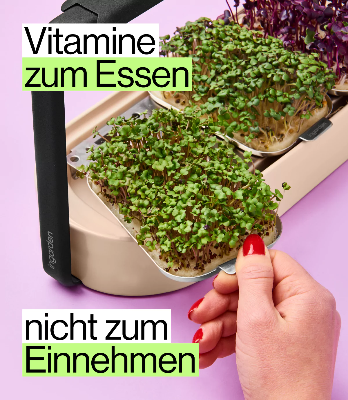 Brokkoli Keimlinge in elegantem indoor garten