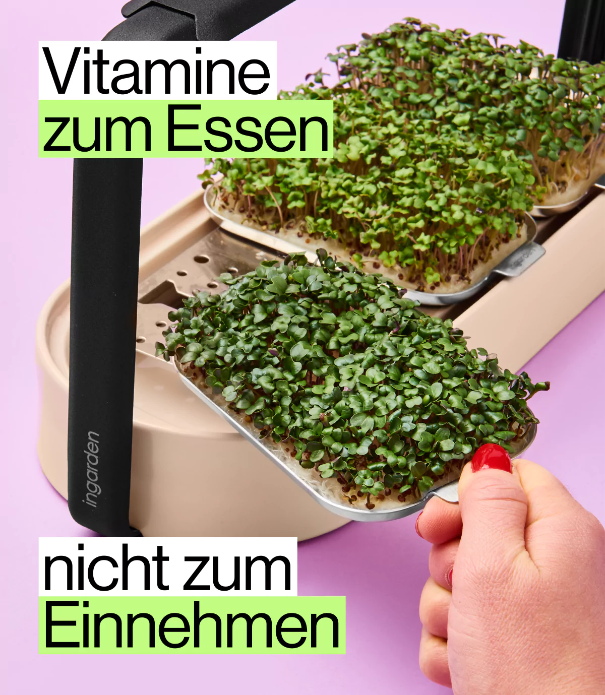 grünkohl Sprossen in elegantem Indoor garten