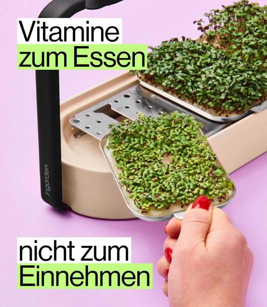 pak choi microgreens saat pad in ingarden indoor garten