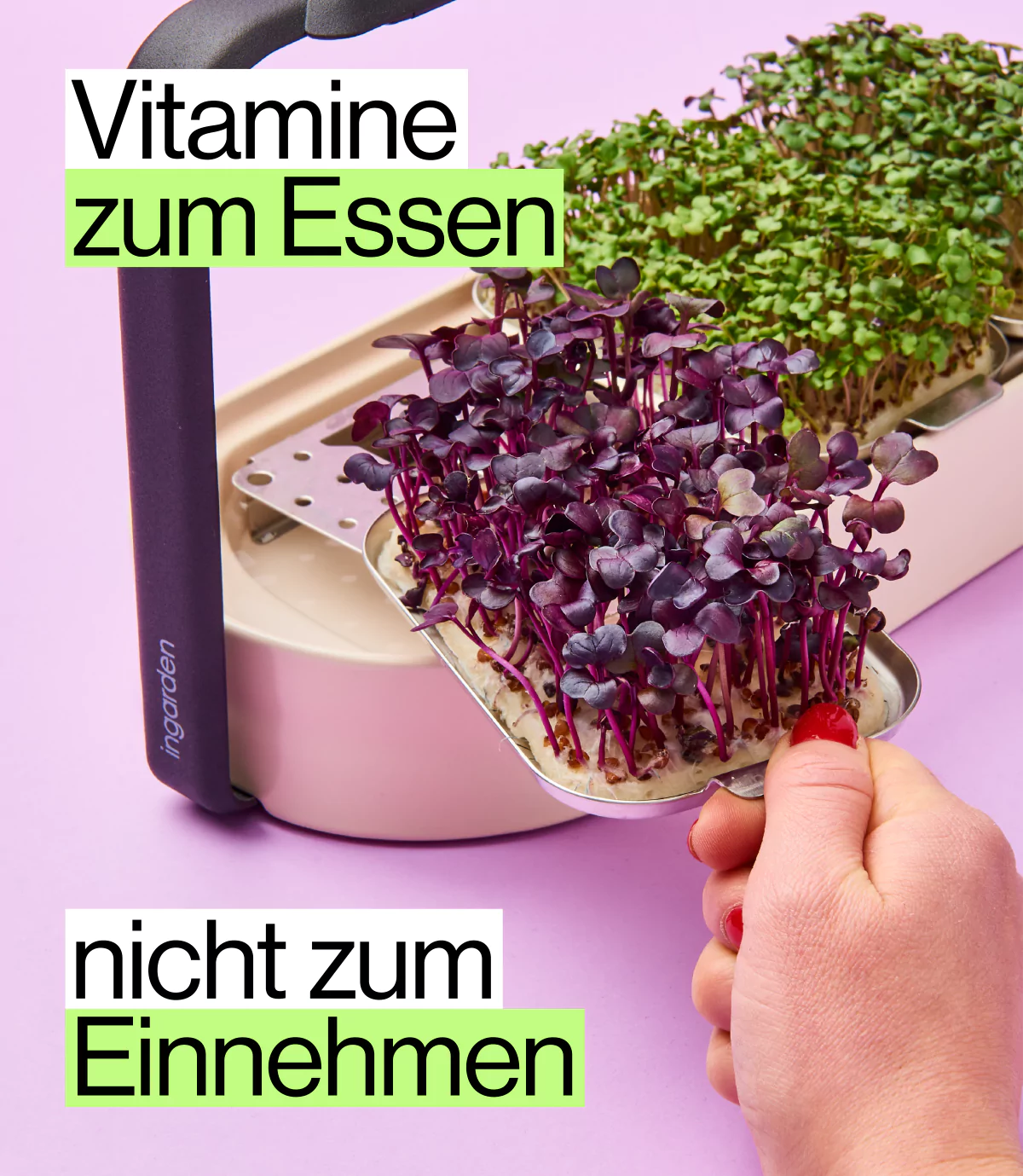 Vitaminreiche Radieschen Microgreens für optimale Nährstoffversorgung