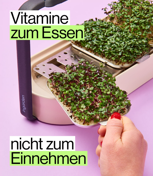 Vitaminreiche ernährung ohne Tabletten mit Rotkohl Micorgreens