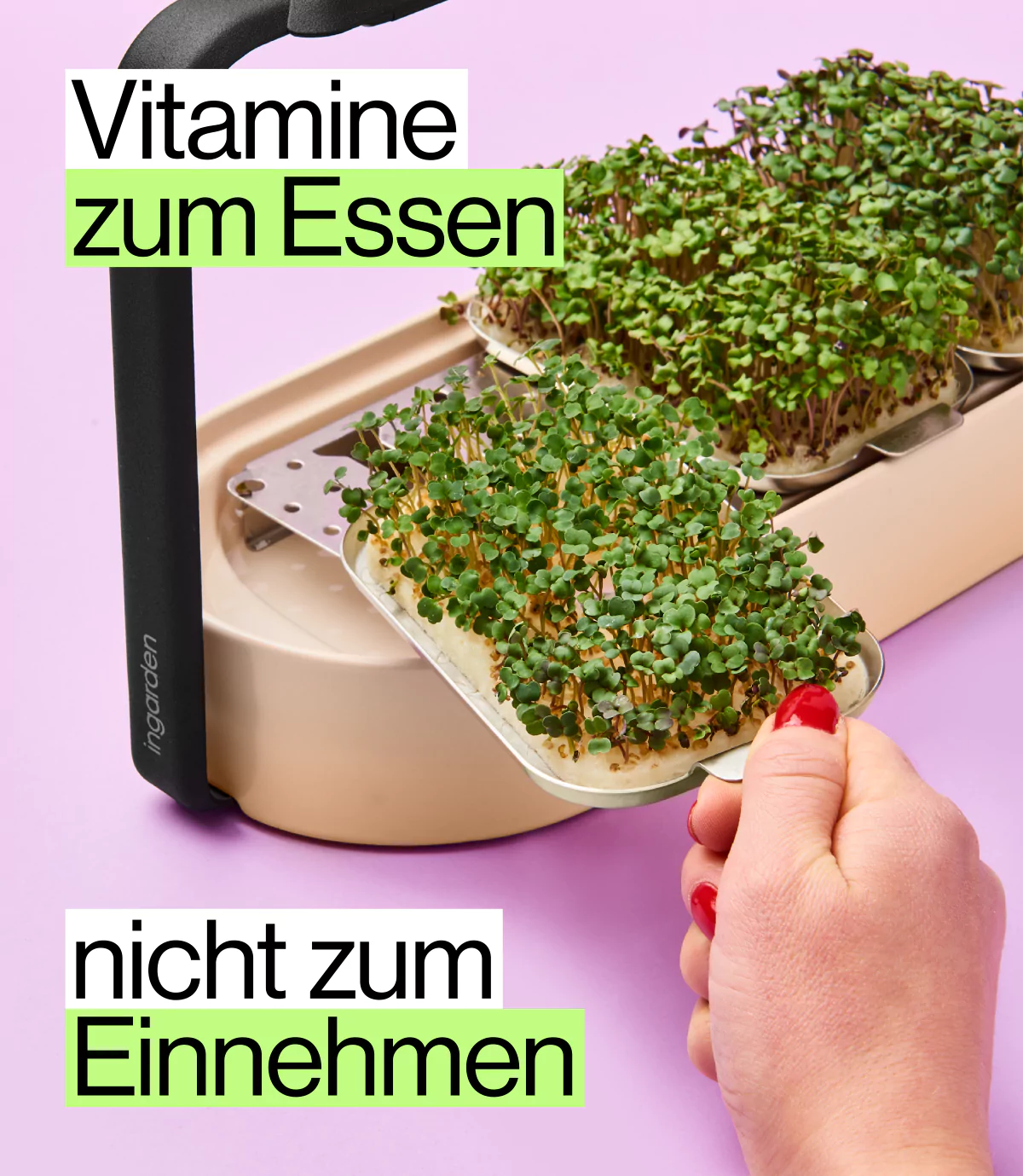 vitamin booster Rucola Microgreens in ingarden indoor Garten