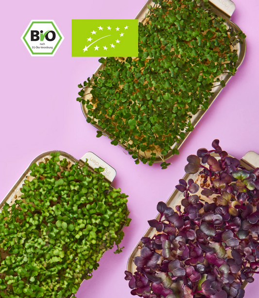 Mix saat refill pack für antioxidant -reiche microgreens – rote radieschen, rucola und brokkoli