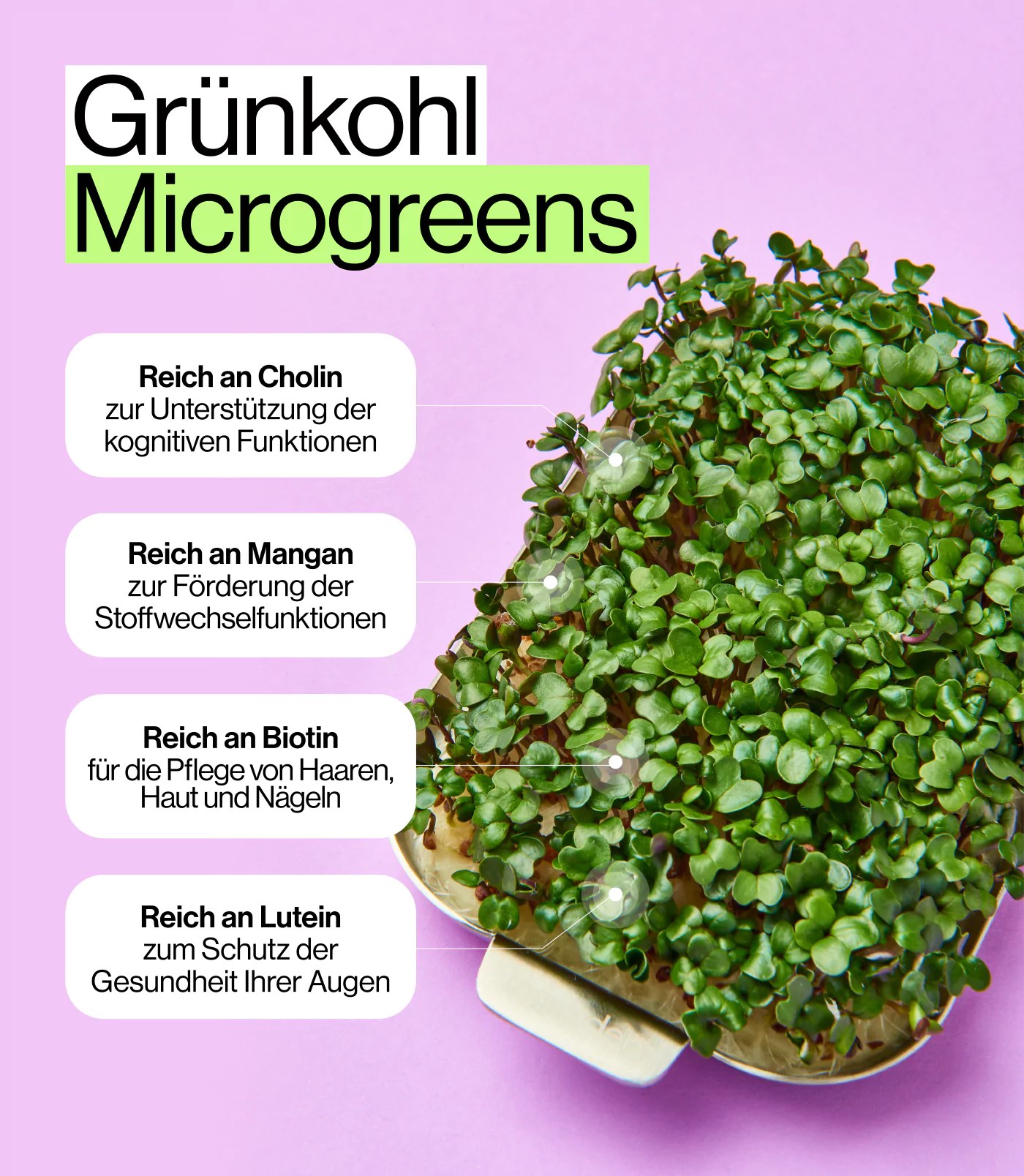 Nährstoffe und Ernährungsvorteile von Grünkohl Microgreens