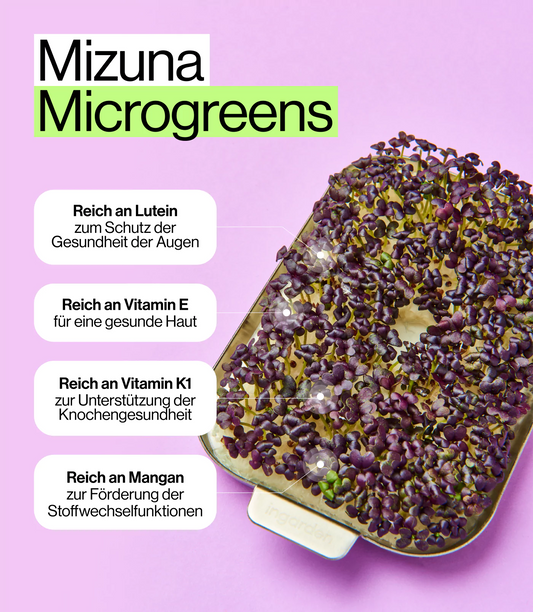 Nährwerte für Mizuna Microgreens ingarden Saat Pad