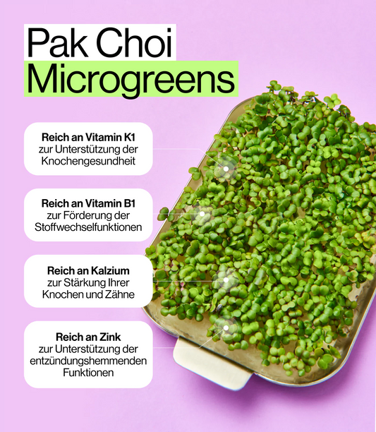 Nährstoffe für Pak Choi Microgreens