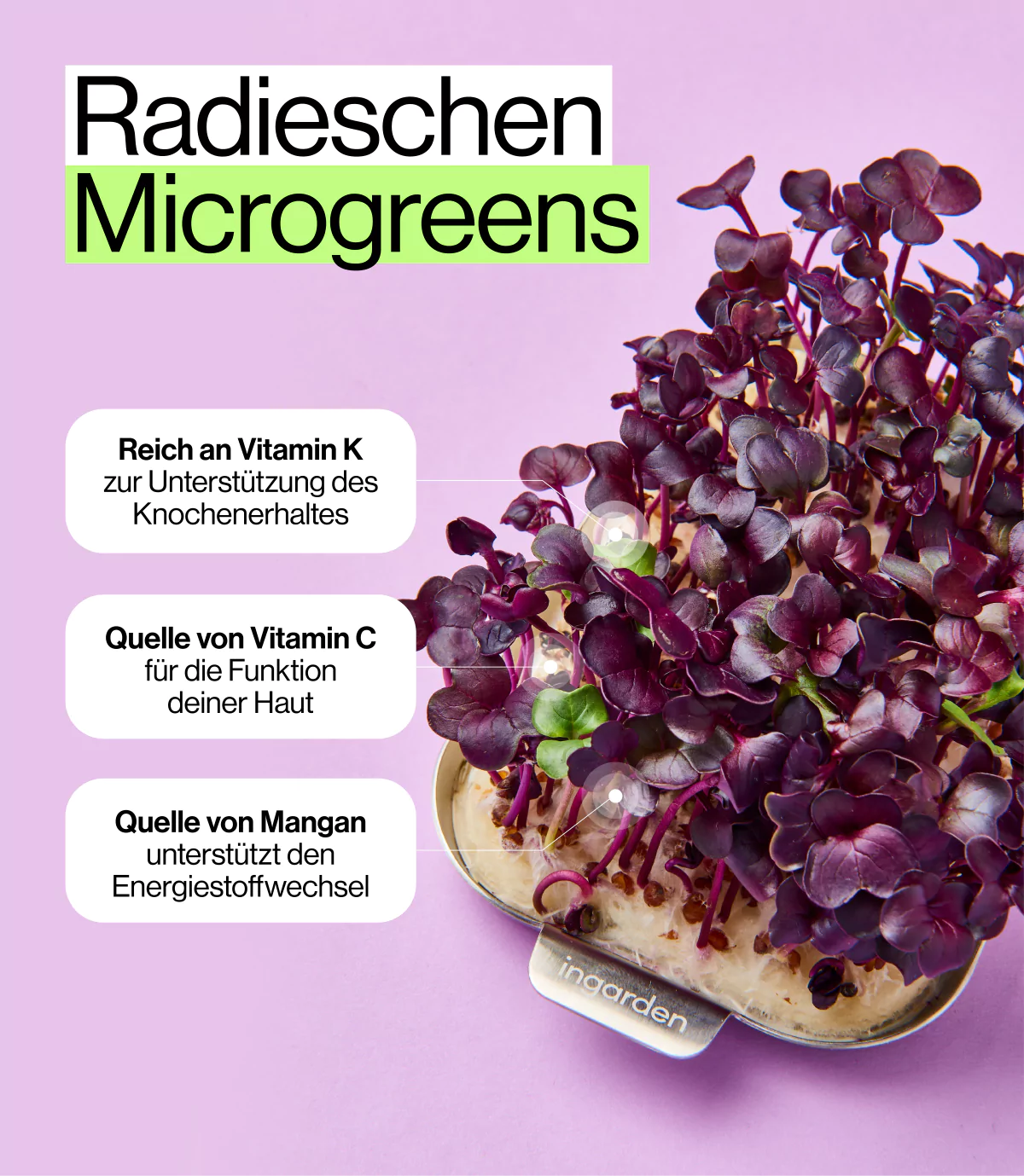 Ernährungs Vorteile von gesunden Radieschen Microgreens