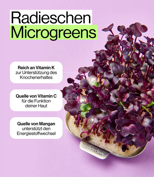 Ernährungs Vorteile von gesunden Radieschen Microgreens