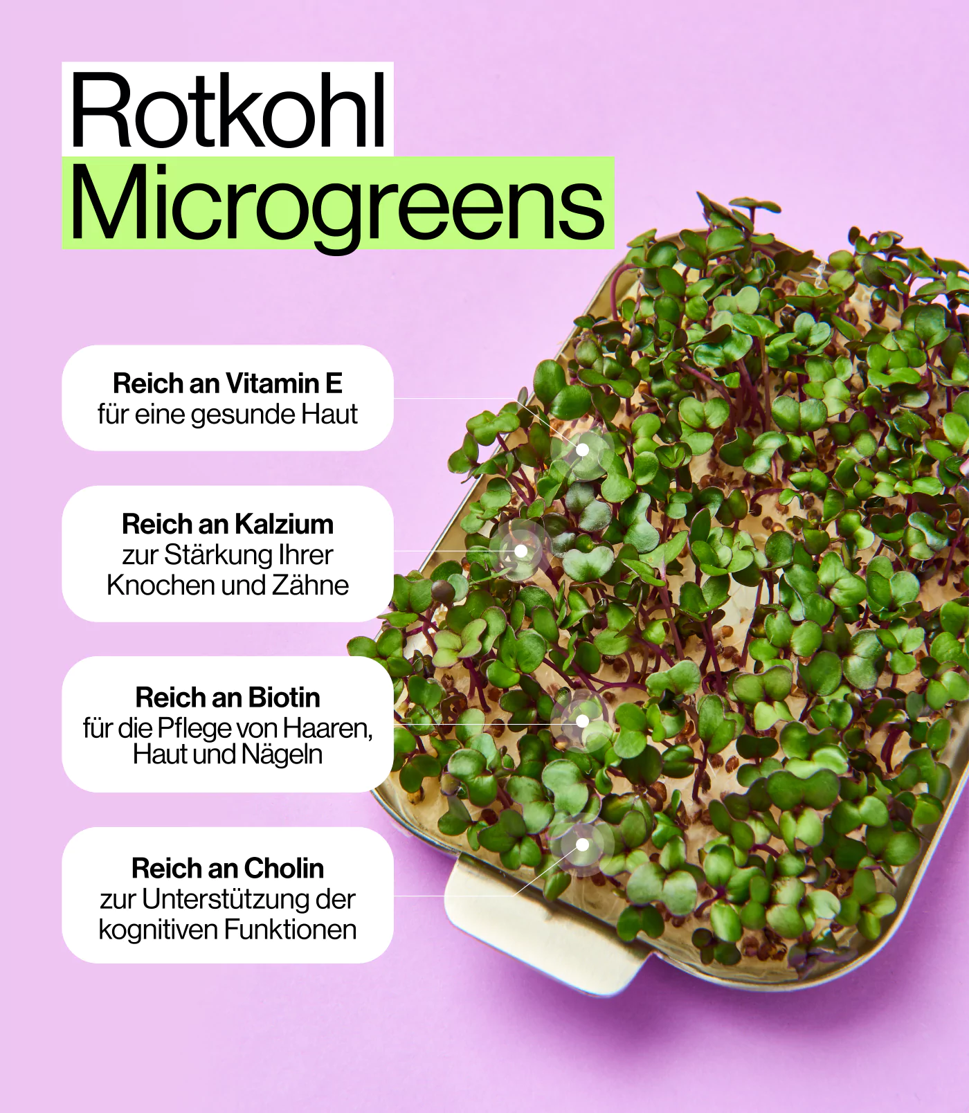 Vitamin reiche Rotkohlk microgreens Nährstoffe