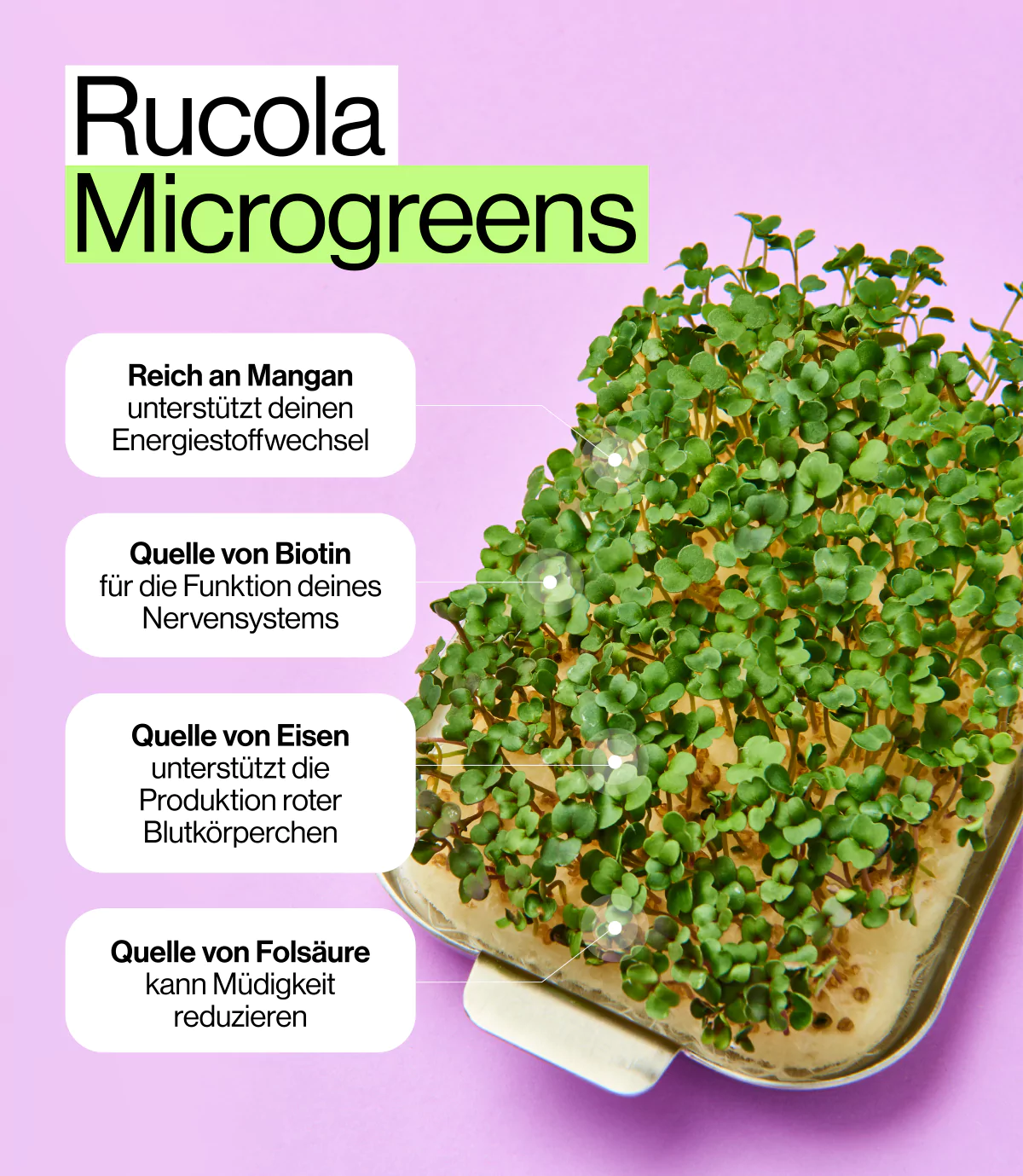 Nährwerte Rucola Microgreens für indoor garten