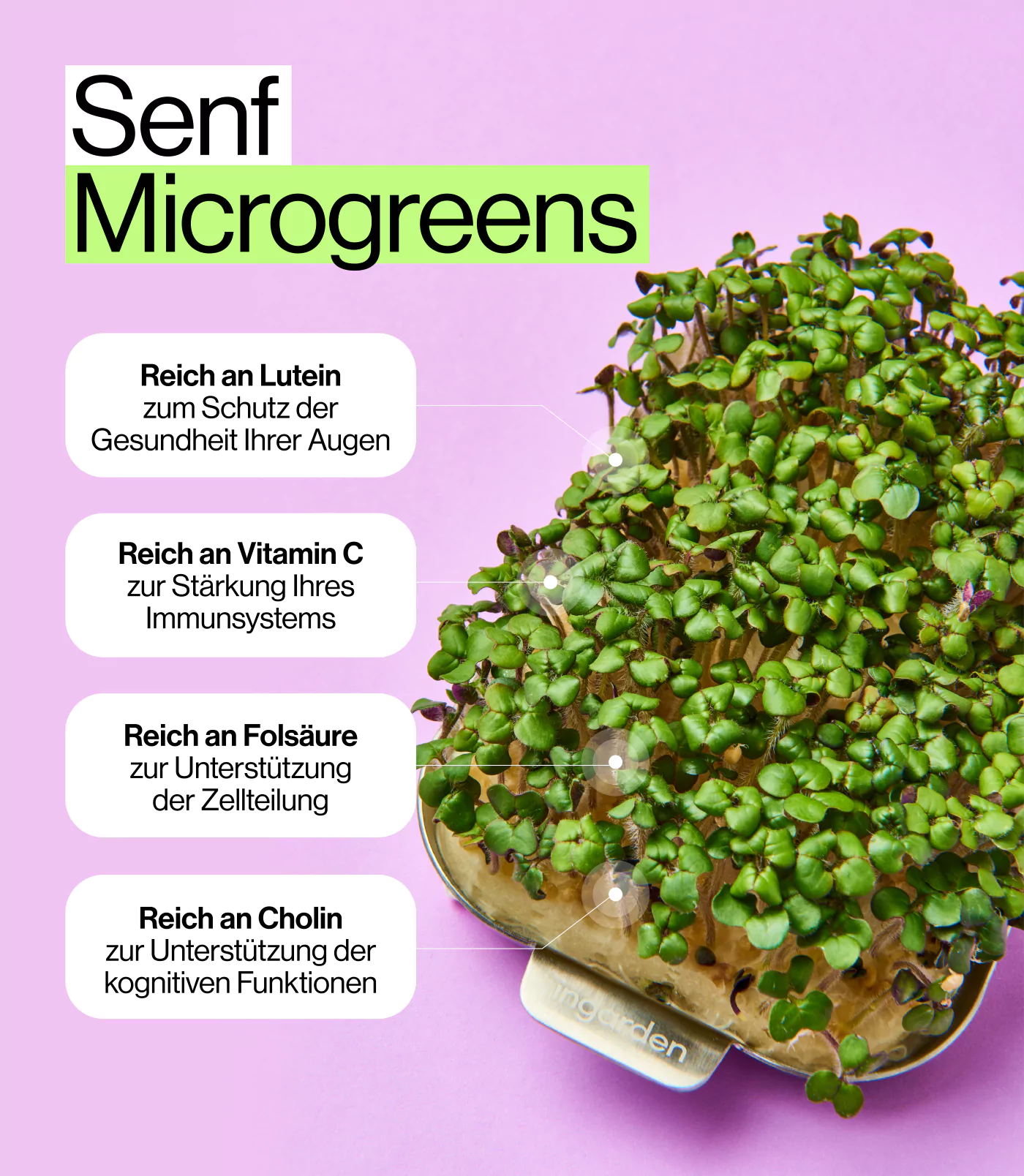 Nährstoffinformationen zu vitaminreichen Senf Microgreens