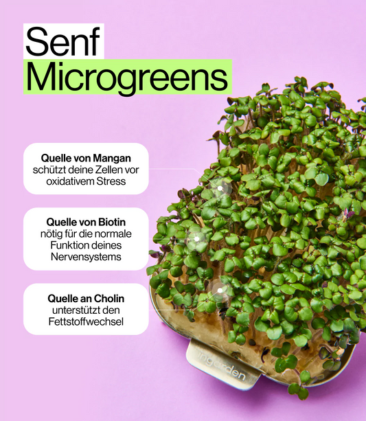Ernährungsvorteile durch gesunde Senf Microgreens