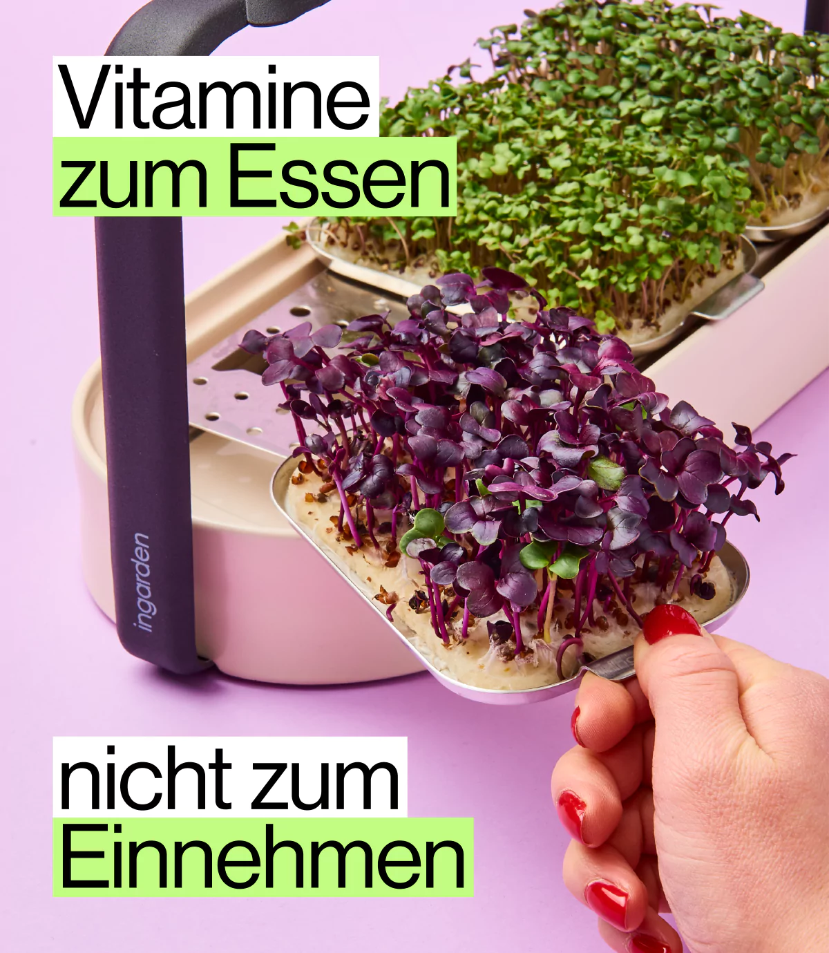 vitaminreiche Ernährung durch Sprossen, gesunde Microgreens