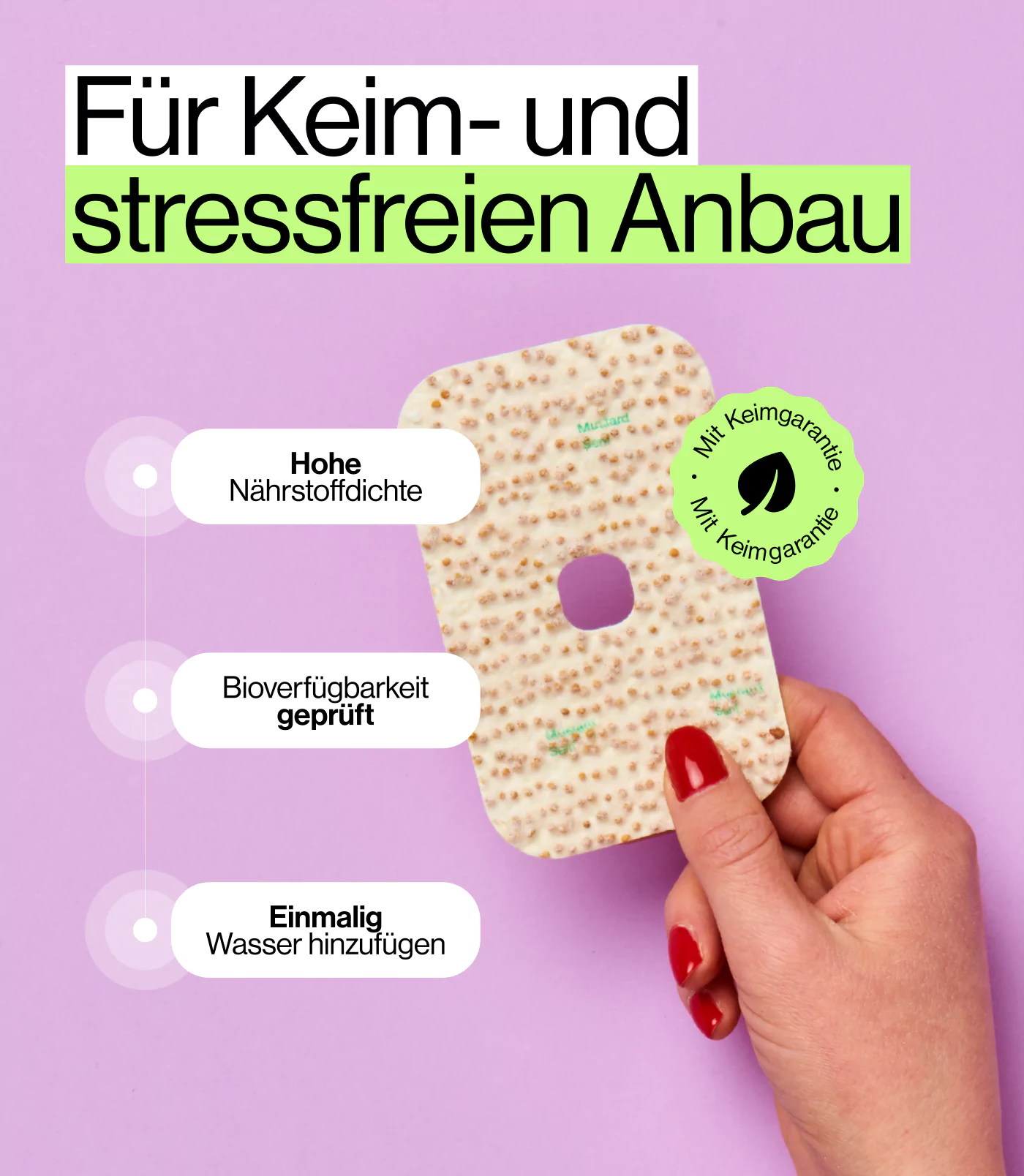 einfach wachsende Senf Microgreens für indoor Garten zuhause