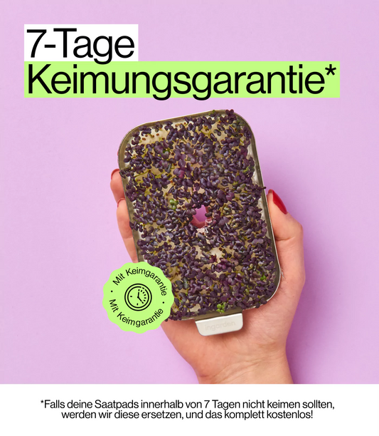 Garantierte Keimung von Sprossen Mizuna Senf
