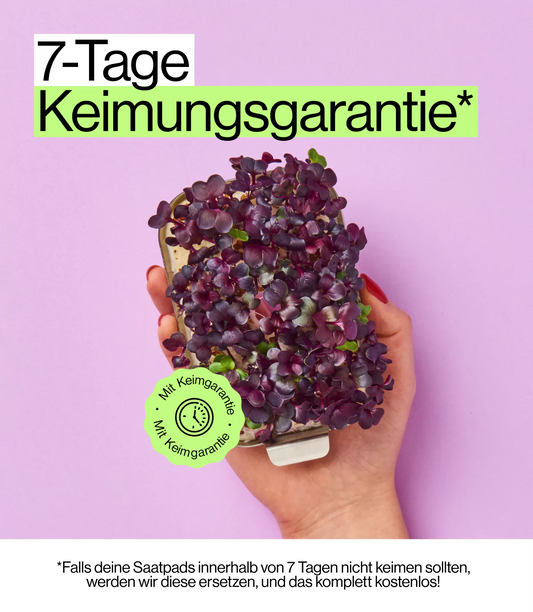 ingarten garantiert Keimung für Radieschen Sprossen