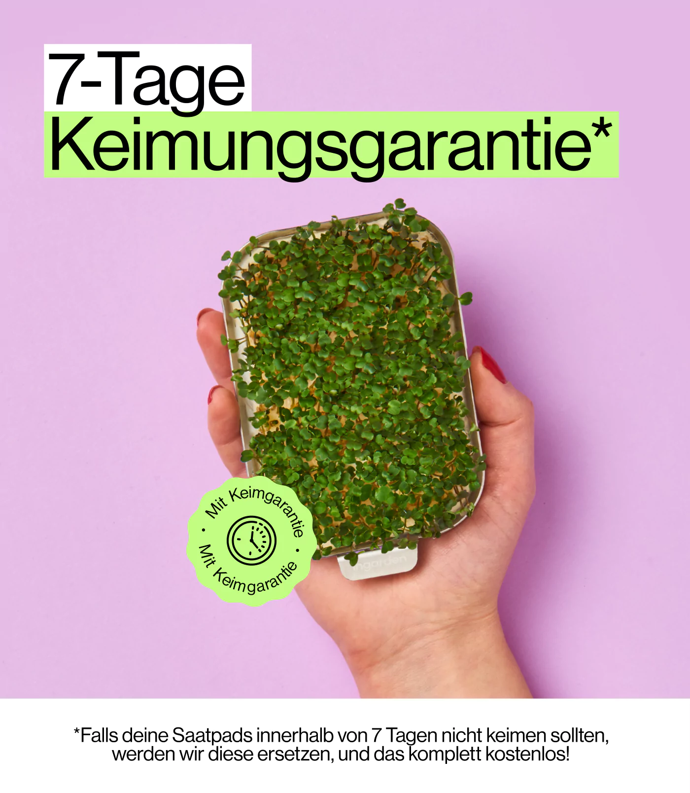 Schnell-wachsende Rucola Microgreens mit Keimungsgarantie