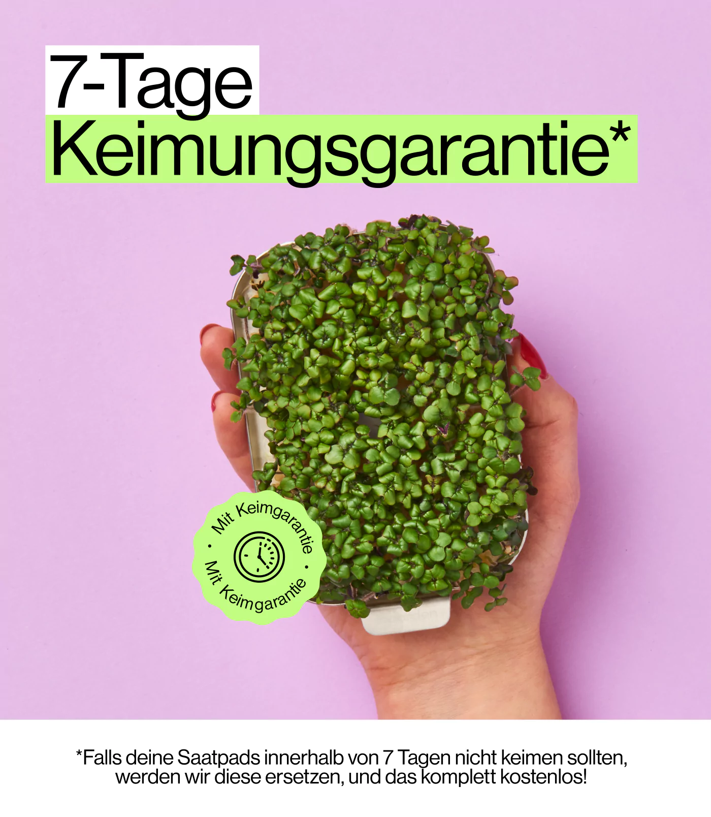 Keimgarantie für Senf Sprossen zur Heimanzucht