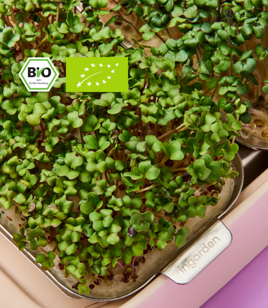 Brokkoli microgreens in premium indoor garten von ingarden