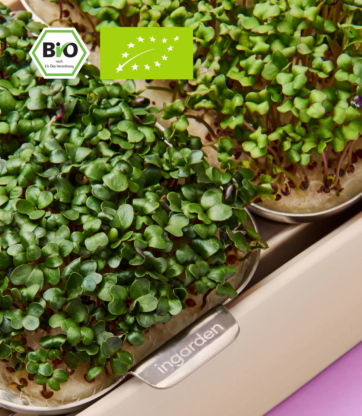 Grünkohl Keimlinge in indoor Garten von ingarden