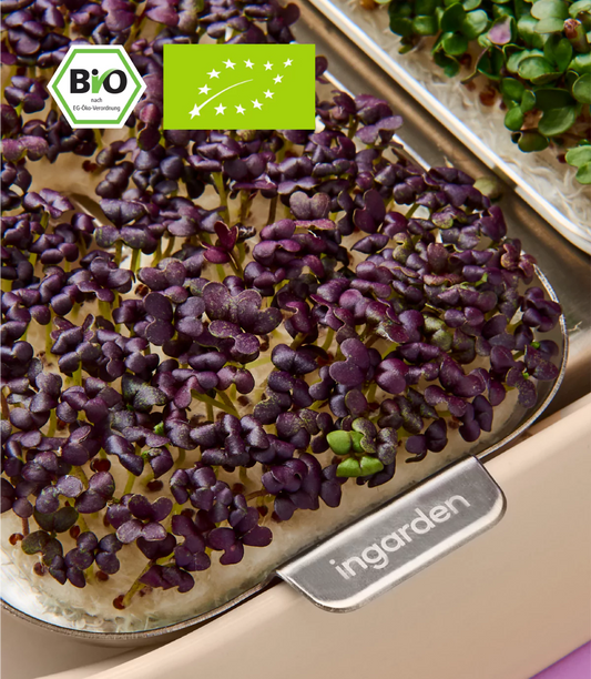 Mizuna Senf microgreens Saat refill für smart garten