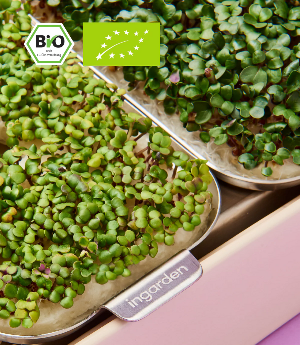 Bio Mini-Pak Choi product image