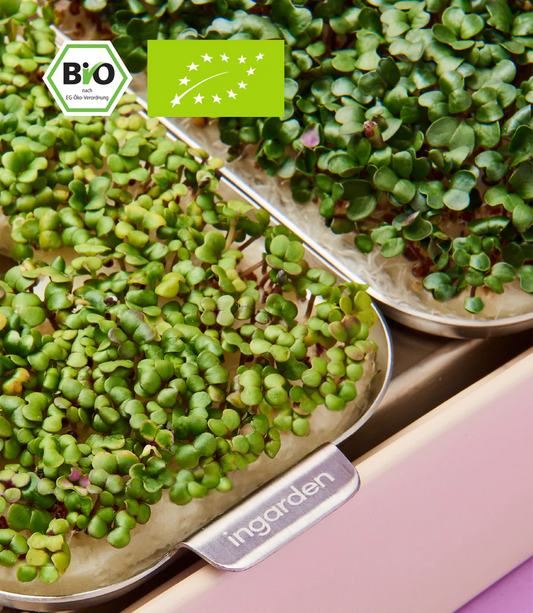 Pak Choi Microgreens in indoor garten von ingarden