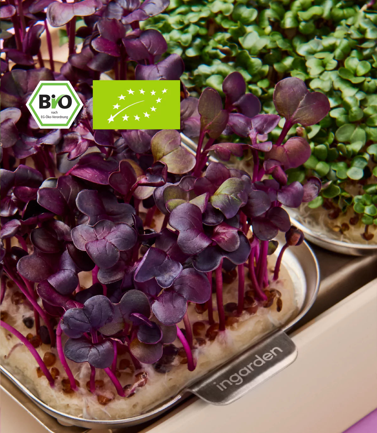 Bio-Radieschen Refillpads für frische Microgreens zuhause