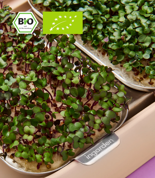 Rotkohl microgreens Saat pad für indoor garten
