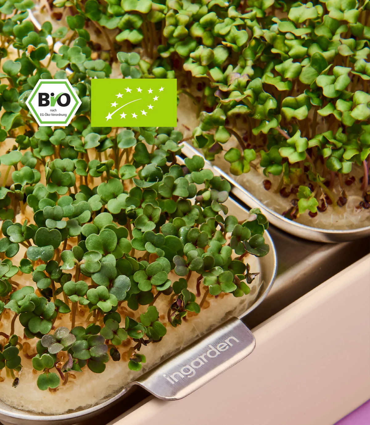 Scharfe Rucola Microgreens Saatpad für ingarden