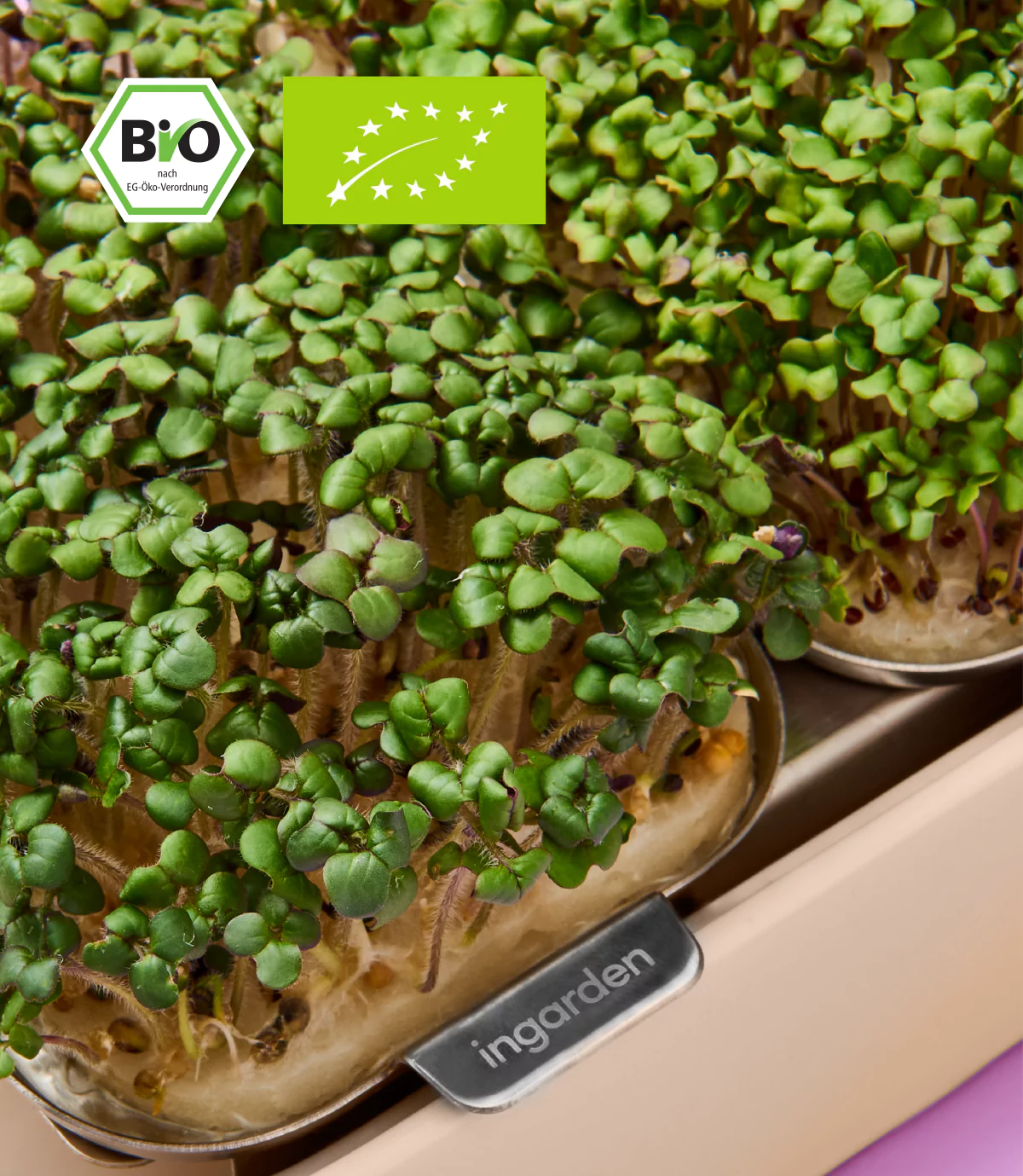 Senf Microgreens mit intensivem Geschmack für Anzucht zu Hause
