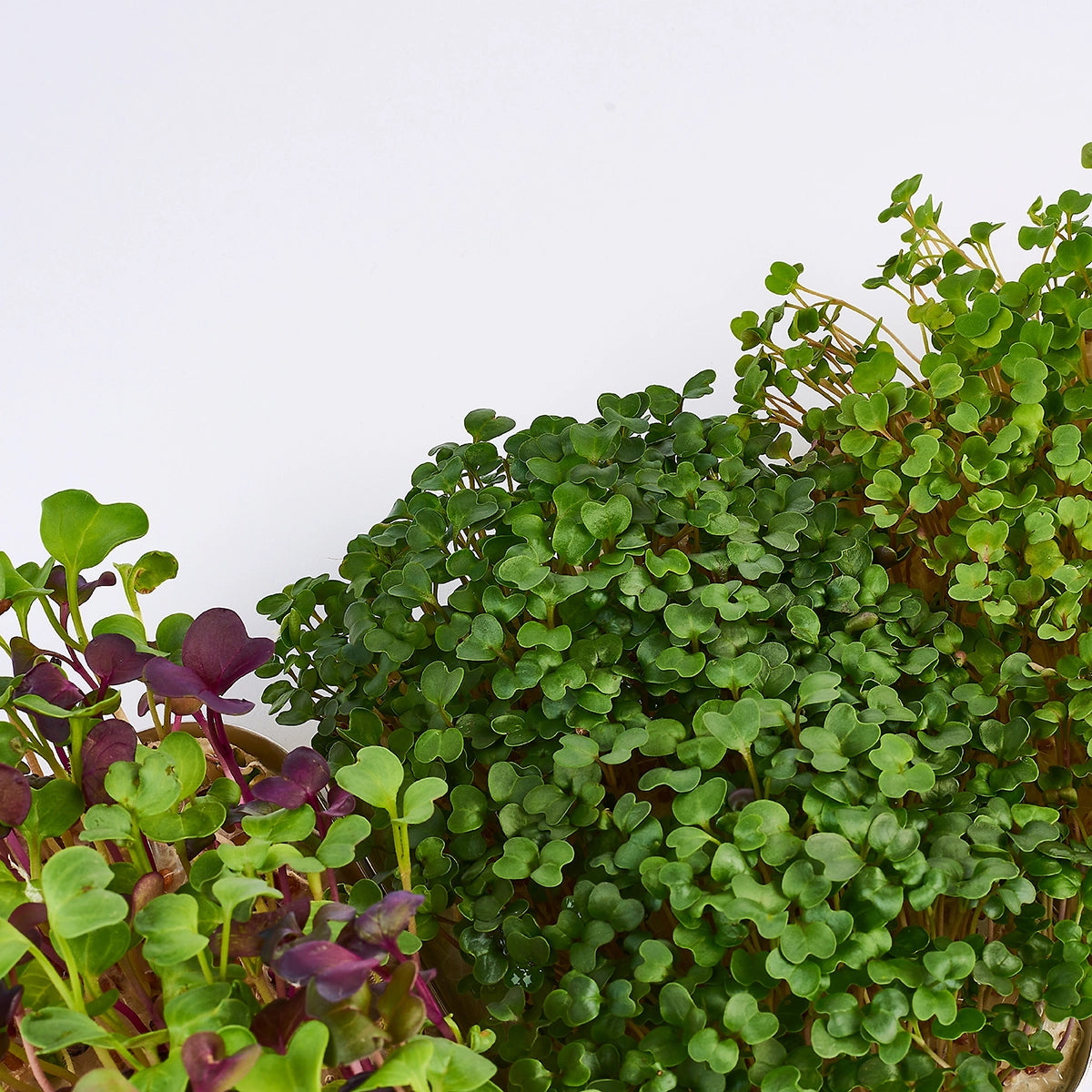 Mini Cardio microgreens saat Mischung refill pack