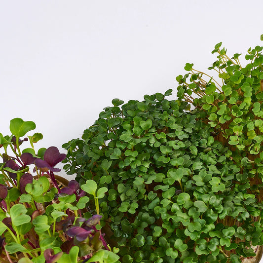 Mini Cardio microgreens saat Mischung refill pack