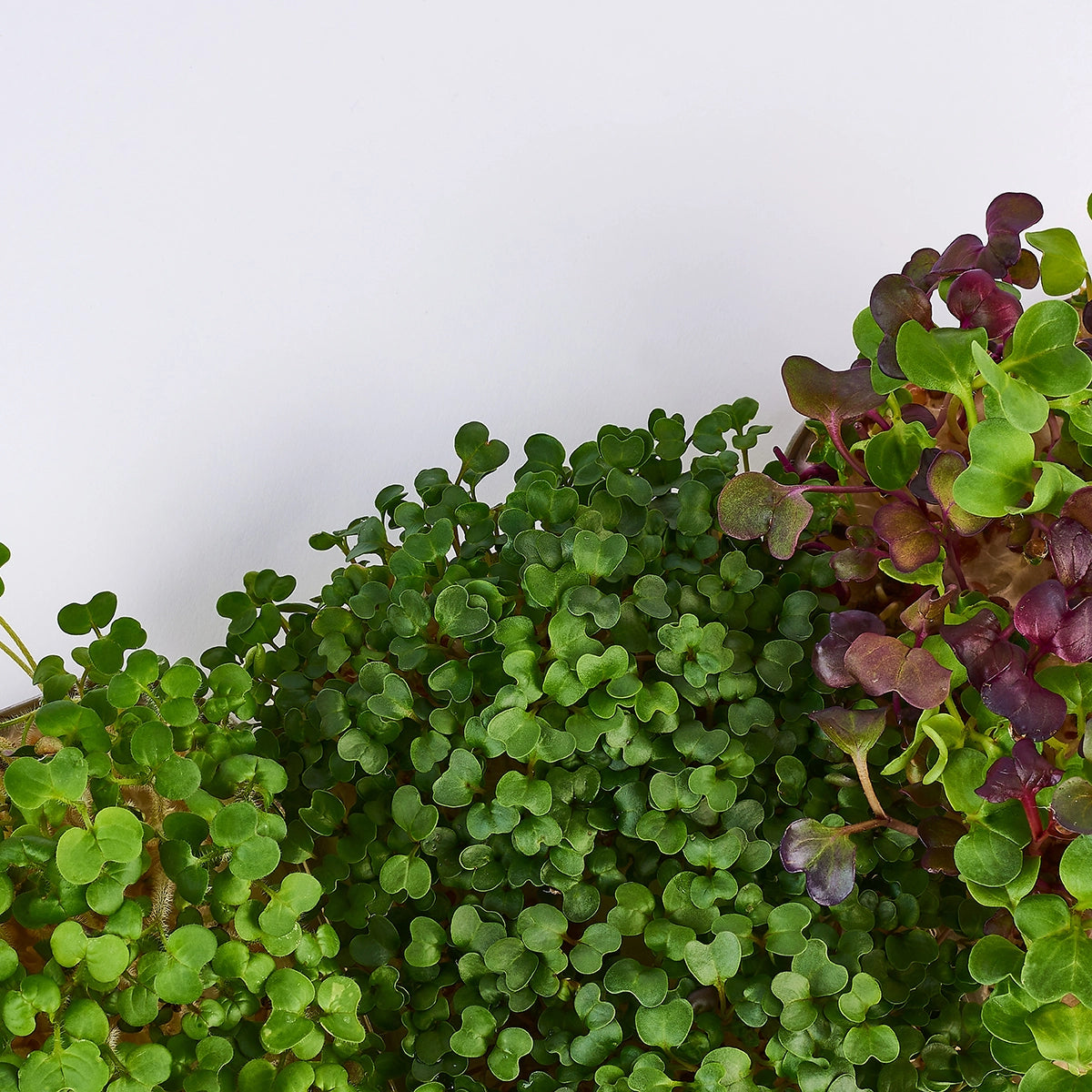 Superfood bio microgreens saat mix – senf, Radieschen, Brokkoli