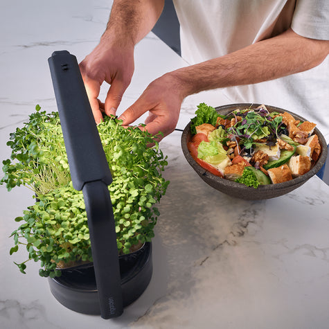 Microgreen Ernte und garnierung von Essen