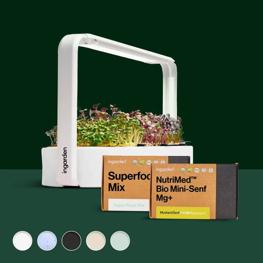 Traumblatt Starter-Set (Sparset Einzelkauf)