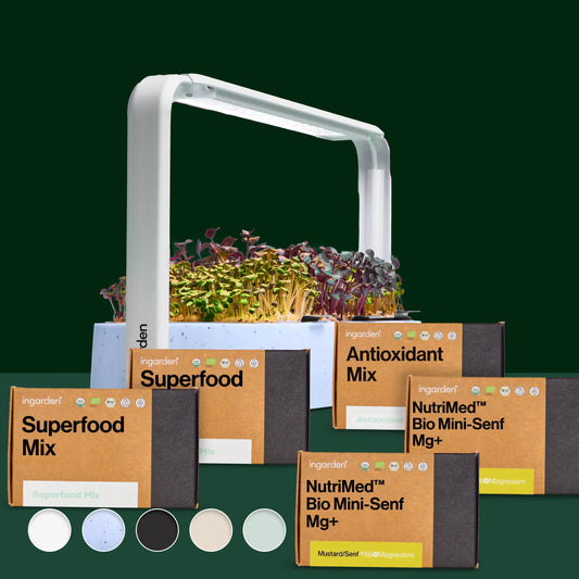 Traumblatt Starter-Set (Sparset Einzelkauf)