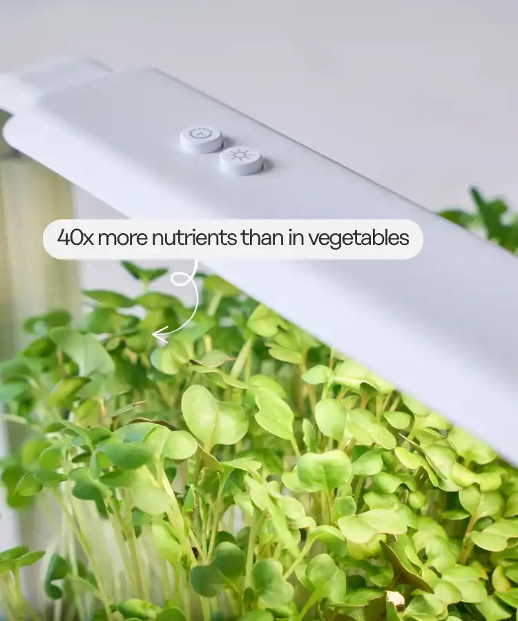 Bestseller Starter Set ingarden 40x more nutrients than in vegetables