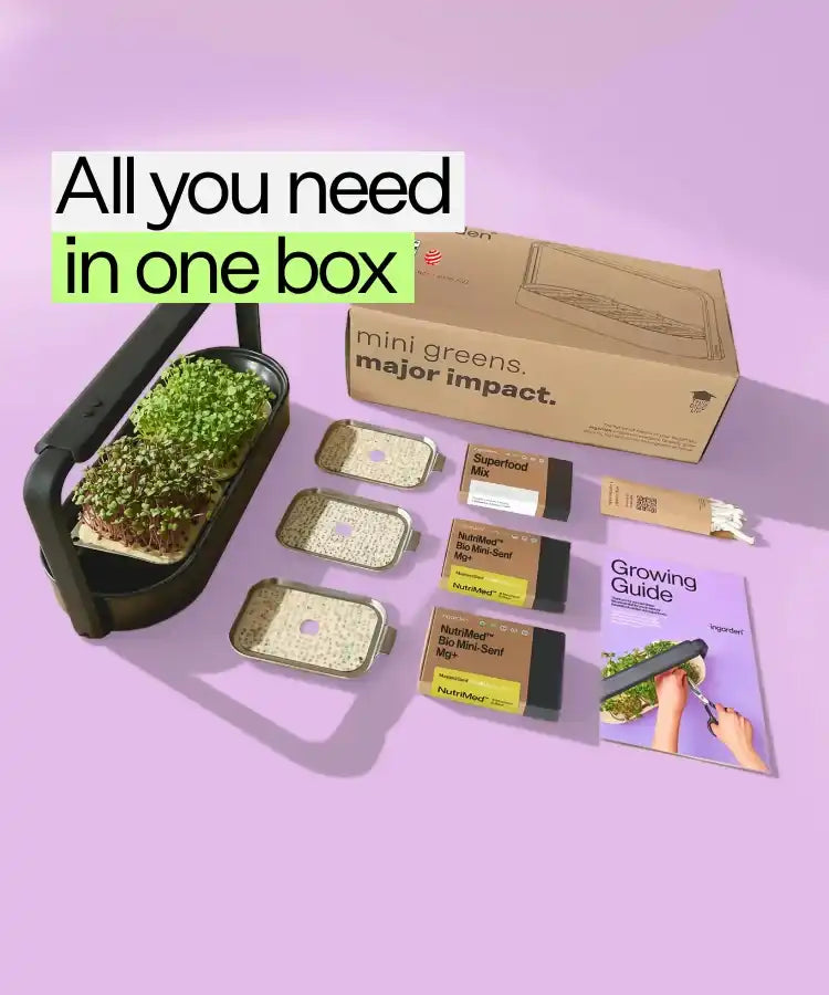 ingarden Dream Set in a Box