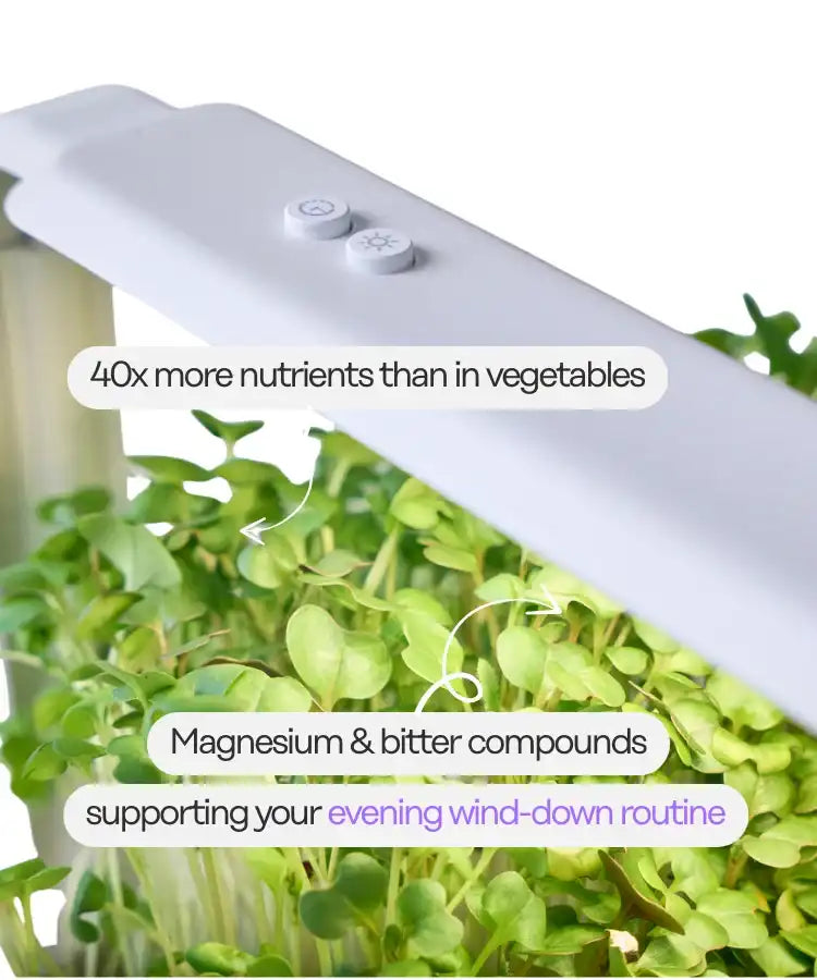 ingarden Better Dreams Nutrients