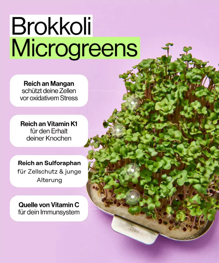 Nährstoffe für Brokkoli vitaminreiche Microgreens