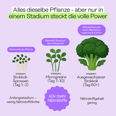 Unterschiede Microgreens vs Sprossen vs ausgewachsenes Gemüse