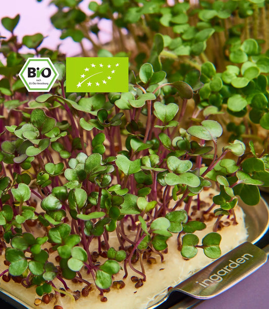 Bio Mini-Radieschen China Rose Silk