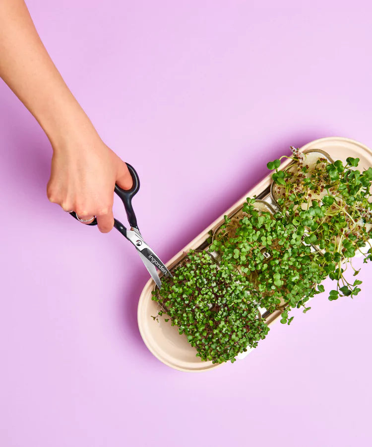 Microgreens Ernte in indoor garten von ingarden