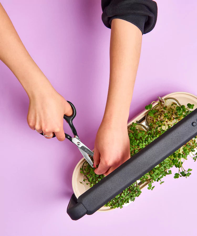 Microgreens Ernte mit Schere von ingarden