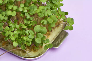 ingarden Microgreens in der Schale