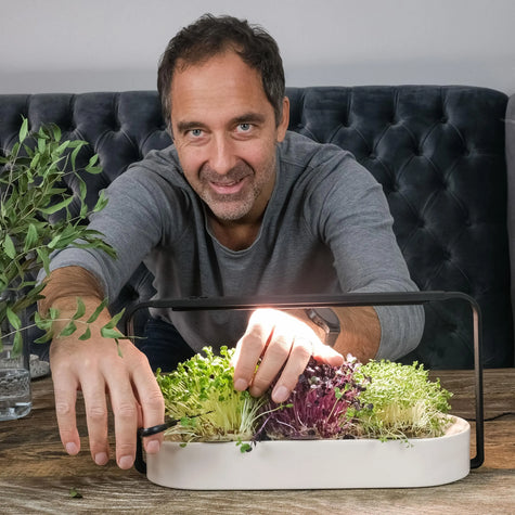 man with grey hair cutting microgreens in his ingarden growing kit