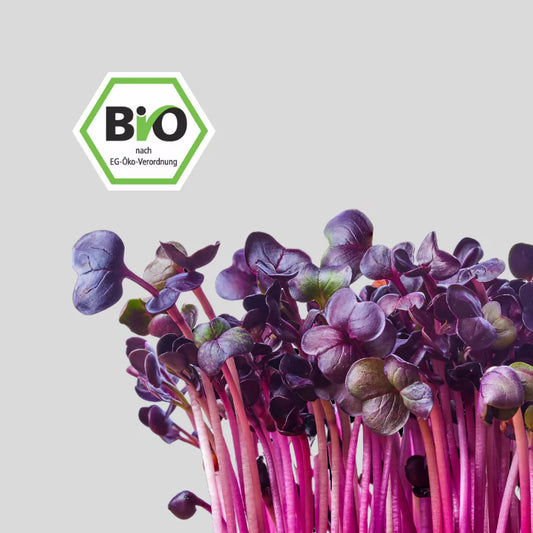 beautiful growing purple red radish microgreens